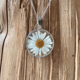 Marguerit #2485