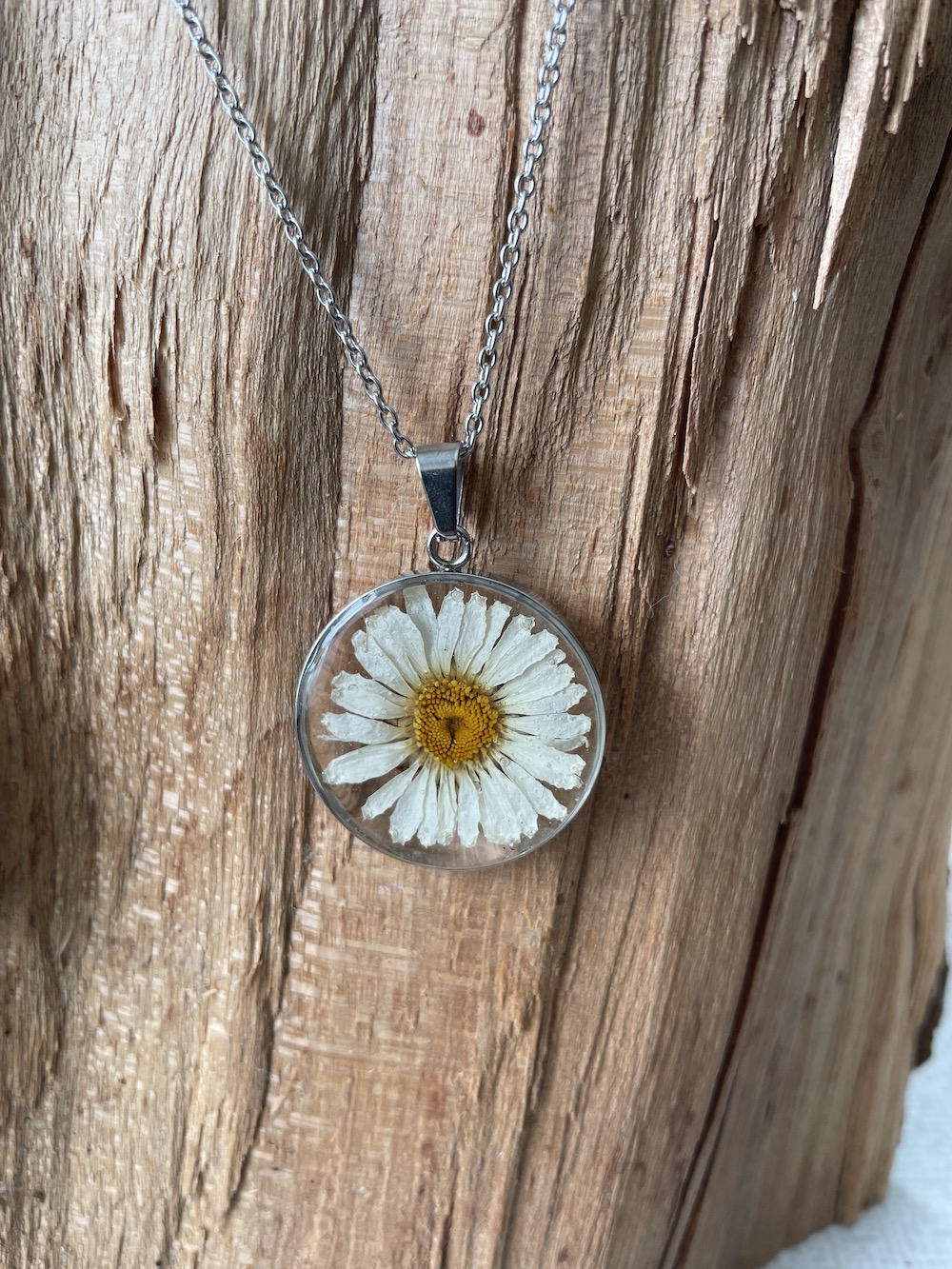 Marguerit #2482