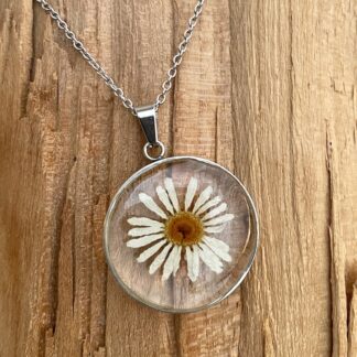 Marguerit #2481