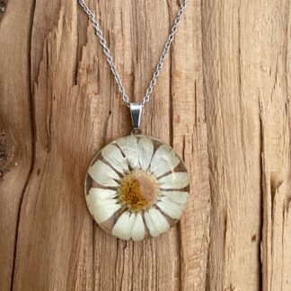 Marguerit #2484