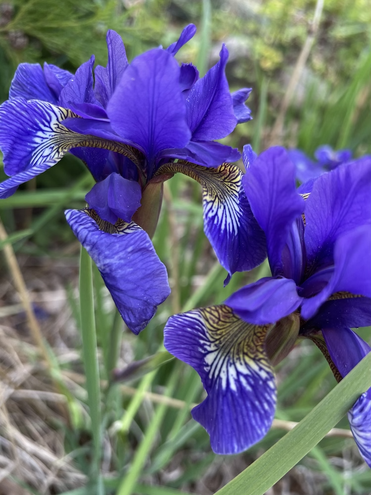 Iris #24173 - Billede 3