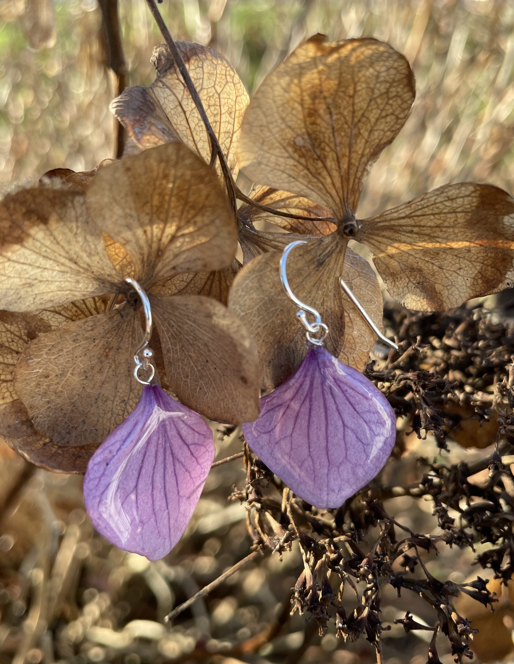 Hydrangea Serrata #24262 - Billede 2